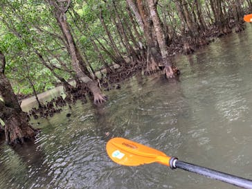 西表島 ADVENTURE PiPi（アドベンチャーピピ）に投稿された画像（2023/11/18）