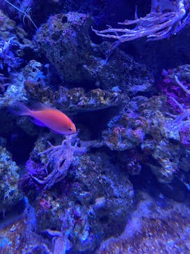 名古屋港水族館に投稿された画像（2023/11/18）