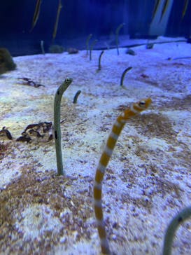 名古屋港水族館に投稿された画像（2023/11/18）