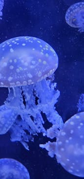 上越市立水族博物館 うみがたりに投稿された画像（2023/11/18）