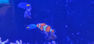 上越市立水族博物館 うみがたりに投稿された画像（2023/11/18）