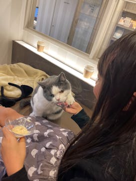 猫カフェモカ　立川店に投稿された画像（2023/11/18）
