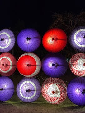 国営昭和記念公園 秋の夜散歩に投稿された画像（2023/11/18）