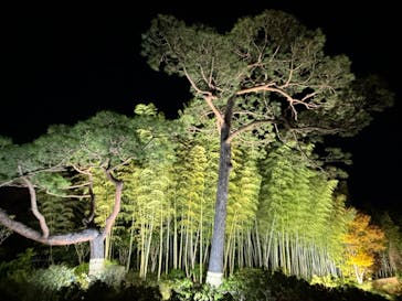 国営昭和記念公園 秋の夜散歩に投稿された画像（2023/11/18）