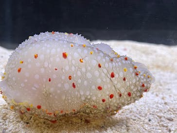 越前松島水族館に投稿された画像（2023/11/18）