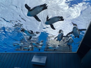 サンシャイン水族館に投稿された画像（2023/11/18）