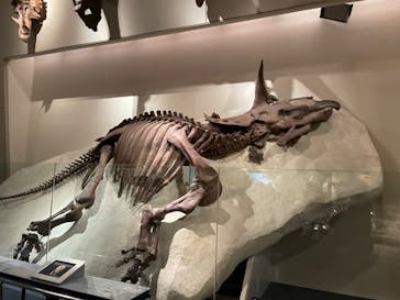 国立科学博物館に投稿された画像（2023/11/18）