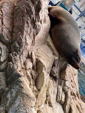 京都水族館に投稿された画像（2023/11/18）