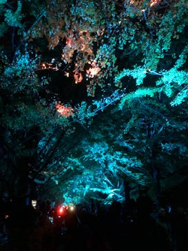 国営昭和記念公園 秋の夜散歩に投稿された画像（2023/11/18）