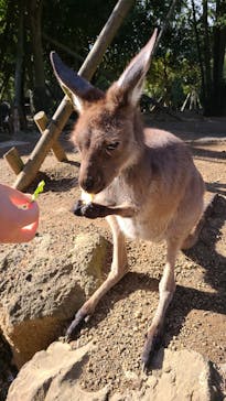 伊豆シャボテン動物公園に投稿された画像（2023/11/18）