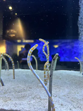 すみだ水族館に投稿された画像（2023/11/18）