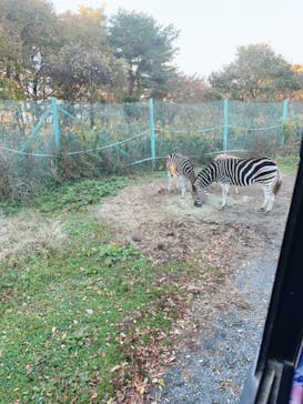 岩手サファリパークに投稿された画像（2023/11/18）