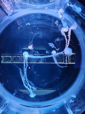 AOAO SAPPOROに投稿された画像（2023/11/18）