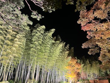 国営昭和記念公園 秋の夜散歩に投稿された画像（2023/11/18）