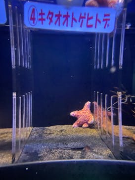 アクアワールド茨城県大洗水族館に投稿された画像（2023/11/19）