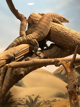 天王寺動物園に投稿された画像（2023/11/19）