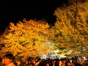 国営昭和記念公園 秋の夜散歩に投稿された画像（2023/11/19）