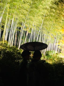 国営昭和記念公園 秋の夜散歩に投稿された画像（2023/11/19）