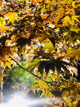 国営昭和記念公園 秋の夜散歩に投稿された画像（2023/11/19）