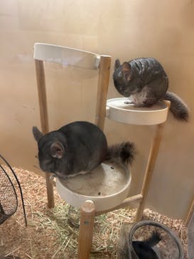 Moff アニマル カフェ イーアス 高尾店に投稿された画像（2023/11/19）