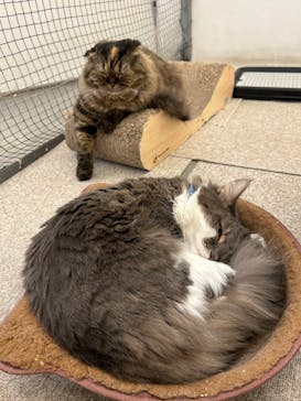 Moff アニマル カフェ イーアス 高尾店に投稿された画像（2023/11/19）