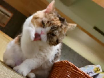 猫カフェモカ　新宿店に投稿された画像（2023/11/19）