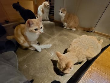 猫カフェモカ　新宿店に投稿された画像（2023/11/19）