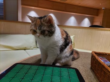 猫カフェモカ　新宿店に投稿された画像（2023/11/19）