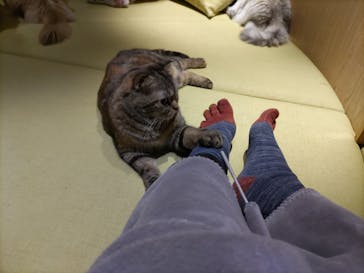 猫カフェモカ　新宿店に投稿された画像（2023/11/19）