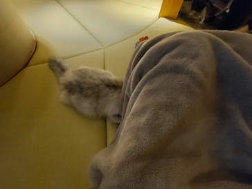 猫カフェモカ　新宿店に投稿された画像（2023/11/19）