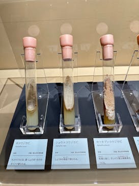 特別展「和食 ～日本の自然、人々の知恵～」に投稿された画像（2023/11/19）