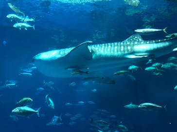 沖縄美ら海水族館に投稿された画像（2023/11/19）