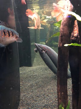 カワスイ 川崎⽔族館に投稿された画像（2023/11/19）