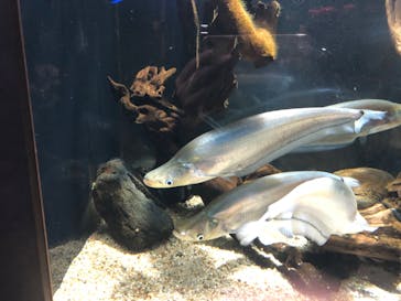 カワスイ 川崎⽔族館に投稿された画像（2023/11/19）