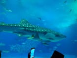 沖縄美ら海水族館に投稿された画像（2023/11/19）