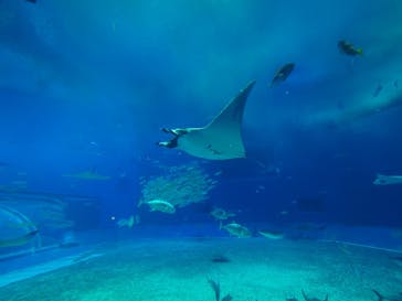 沖縄美ら海水族館に投稿された画像（2023/11/19）