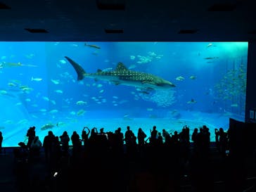 沖縄美ら海水族館に投稿された画像（2023/11/19）