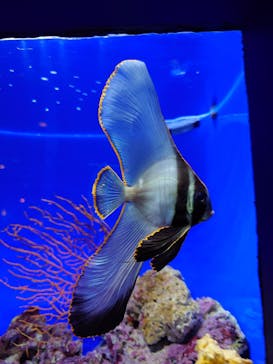 沖縄美ら海水族館に投稿された画像（2023/11/19）