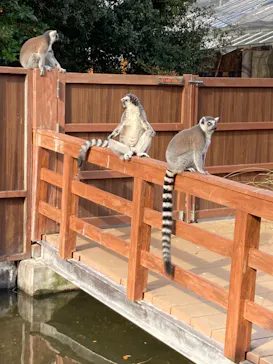 神戸どうぶつ王国に投稿された画像（2023/11/19）