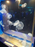 しながわ水族館に投稿された画像（2023/11/19）