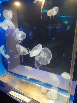 しながわ水族館に投稿された画像（2023/11/19）
