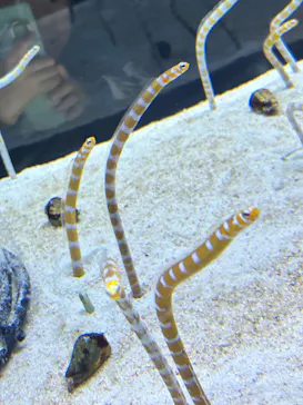 すみだ水族館に投稿された画像（2023/11/19）