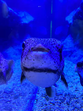 すみだ水族館に投稿された画像（2023/11/19）