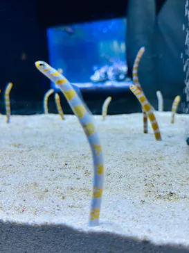 すみだ水族館に投稿された画像（2023/11/19）