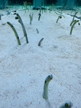 すみだ水族館に投稿された画像（2023/11/19）