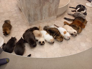 猫カフェモカ　町田ジョルナ店に投稿された画像（2023/11/19）