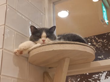 猫カフェモカ　町田ジョルナ店に投稿された画像（2023/11/19）