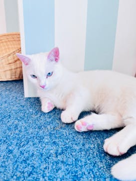 猫カフェモカ　イオンレイクタウン店に投稿された画像（2023/11/19）