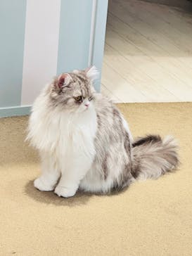 猫カフェモカ　イオンレイクタウン店に投稿された画像（2023/11/19）