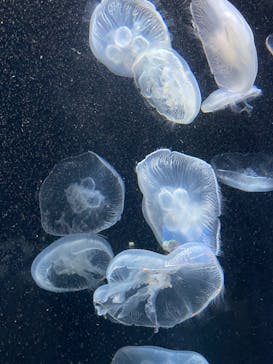 伊豆・三津シーパラダイスに投稿された画像（2023/11/19）